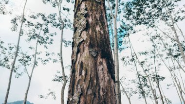 Uzun bir ağaç gövdesinin çarpıcı fotoğrafı görkemli yüksekliğini ve doğal güzelliğini yakalıyor. Doğa aşıkları ve açık havada ilham arayan projeler için idealdir..