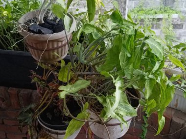 Yeşil yapraklar ve kömürden oluşan arkaplan resmi, sonbahar yapraklarının renkleri mevsimsel kullanım için mükemmel. Yeşil bitki sahibine huzur verir..