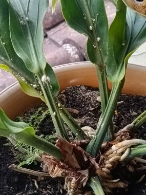 Arkaplan resmi yeşildir, sonbahar yapraklarının renkleri mükemmeldir, mevsimsel kullanım için uygundur. Yeşil bitki sahibine huzur verir..