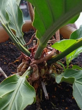 Arkaplan resmi yeşildir, sonbahar yapraklarının renkleri mükemmeldir, mevsimsel kullanım için uygundur. Yeşil bitki sahibine huzur verir..