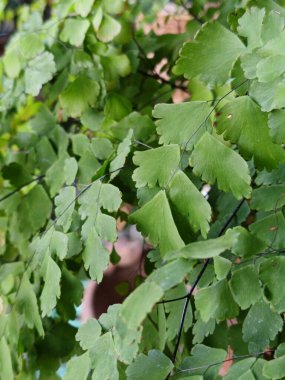 Arkaplan resmi yeşildir, sonbahar yapraklarının renkleri mükemmeldir, mevsimsel kullanım için uygundur. Yeşil bitki sahibine huzur verir..