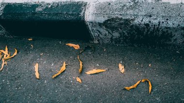 Koyu asfalt bir yolda dağılmış sarı yapraklar, şehir ortamında sonbaharın özünü yakalıyor..