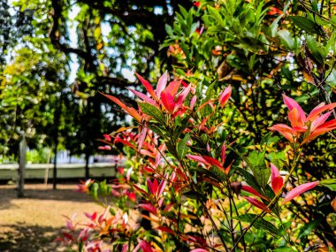 Sonbaharın renkli yaprakları yemyeşil ağaçlara karşı güzel bir kontrastla sakin bir açık hava ortamı yaratıyor.