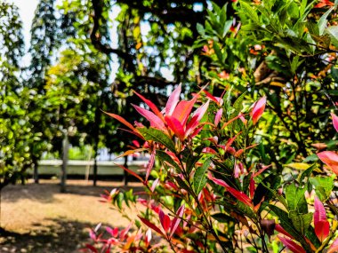 Sonbaharın renkli yaprakları yemyeşil ağaçlara karşı güzel bir kontrastla sakin bir açık hava ortamı yaratıyor.