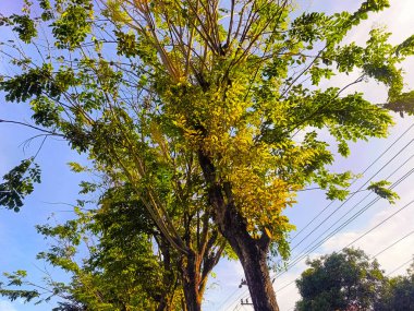 Yeşil ve sarı yapraklı bir ağacın yakın çekimi. Ağaç dışarıda, mavi bir gökyüzünün arka planında..