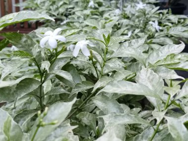 Sarı merkezli beyaz bir çiçek bir yaprağın üzerindedir. Çiçek yeşil yapraklarla çevrilidir.