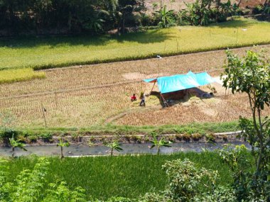 Pirinç tarlasına mavi bir muşamba konur. Tarlada bir adam duruyor.