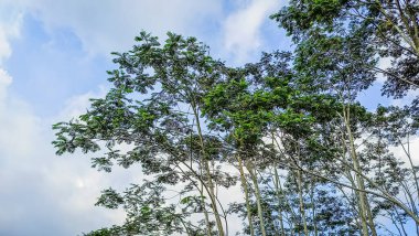 Ormandaki ağaçların arasından süzülen güneş ışığını gözlemlemek, karasal bitkiler, gövdeler, dallar, çimenler ve çeşitli ahşap tonlarıyla çevrelenmiş doğal bir manzara.