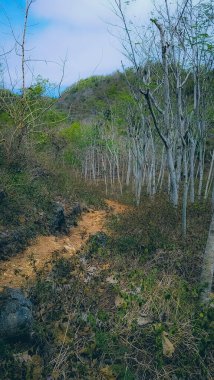 Dar bir toprak yolu keşfetmek çıplak ağaçlardan oluşan sakin bir ormanın içinde kıvrılarak, verimli dağ manzaralarına yol açar. Yürüyüş, doğa meraklıları ve vahşi doğa keşifleri için ideal..