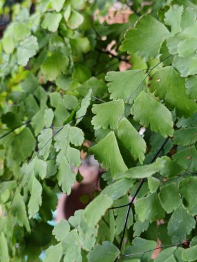 Arkaplan resmi yeşildir, sonbahar yapraklarının renkleri mükemmeldir, mevsimsel kullanım için uygundur. Yeşil bitki sahibine huzur verir..