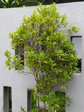 Bereketli yeşil bir bitki minimalist beyaz beton bir duvara karşı gelişir, doğa ve mimarinin bir karışımını somutlaştırır. Büyüme, kentsel tasarım ve uyum kavramları için ideal.