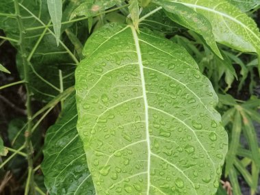 Su damlacıklarıyla kaplı canlı yeşil yaprakların yakın çekimi, taze bir yağmurdan sonra doğanın güzelliğini gözler önüne seriyor. Doğal çevrenin bereketli ve ferahlatıcı özünü yakalıyorum..