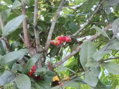 Parlak kırmızı ve sarı meyvelerin detaylı yakın çekimi yemyeşil yapraklar ve ağaçtaki dokulu dallar arasında. Canlı renkler canlı ve doğal bir atmosfer yaratır..