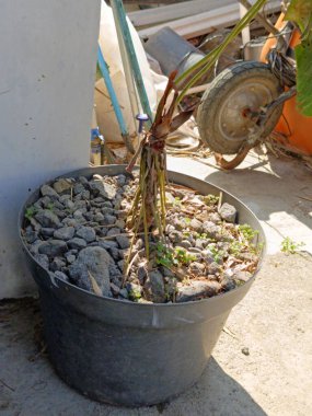 Siyah plastik bir kap, açık şehir ortamında küçük taşlarla çevrili kuru bir bitki tutar. Arka planda çeşitli bahçe aletleri ve ekipmanlar görünür.