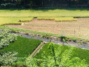 İçinden nehir akan bir pirinç tarlası. Nehir yeşil ve pirinç kahverengi.