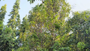 Açık mavi gökyüzünün altında çeşitli uzun, yeşil ağaçların olduğu canlı bir orman sahnesi. Bereketli bitki örtüsü parlak güneş ışığıyla aydınlanır, ferahlatıcı ve huzurlu bir doğal manzara yaratır..