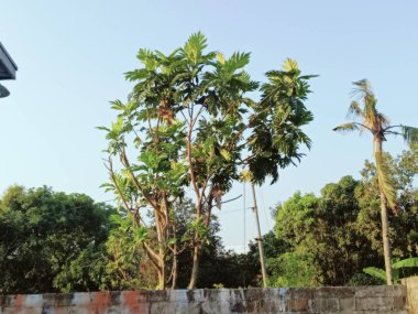 Uzun yapraklı bir ağaç, açık mavi gökyüzünün altında yemyeşil bir yeşil ile çevrili grafiti kaplı tuğla bir duvarın arkasında duruyor, kentsel ve doğal bir kontrastı iletiyor..