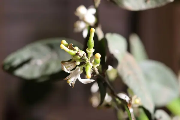 Ağaçtaki pedallardan küçük limonlar büyümeye başladı.