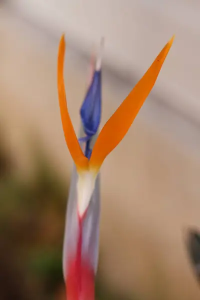 Cennet Kuşları Çiçek Açtı