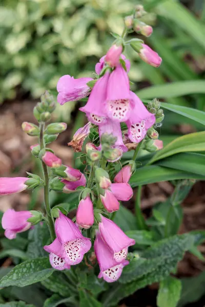 Bahçedeki pembe çiçekler