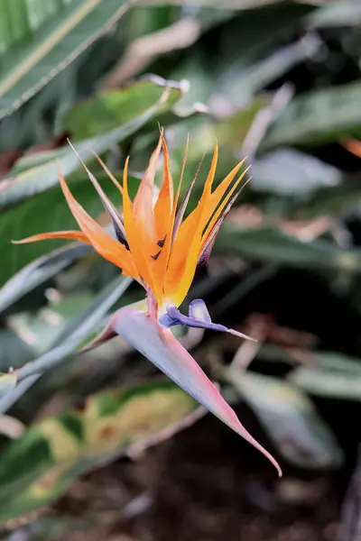 Güzel, sarı, turuncu bir çiçeğin dikey görüntüsü.