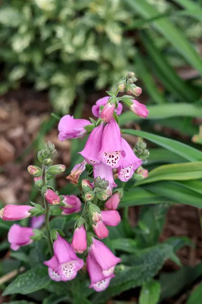 Güzel çiçek açmaya başlıyor