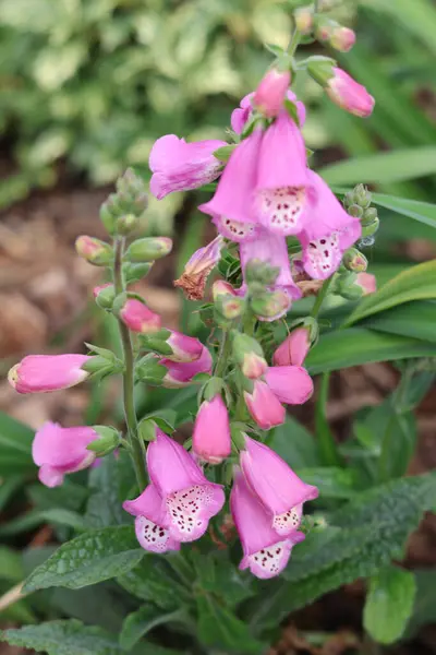 Bahçedeki güzel çiçekler