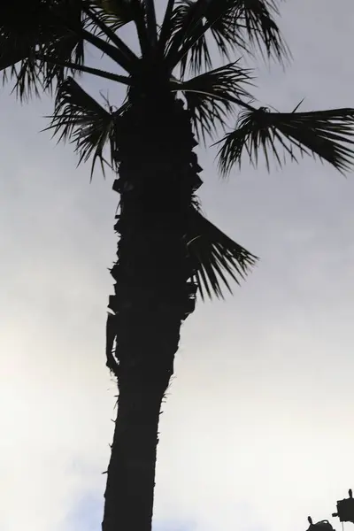 Palmiye ağacı silueti, bitki örtüsü