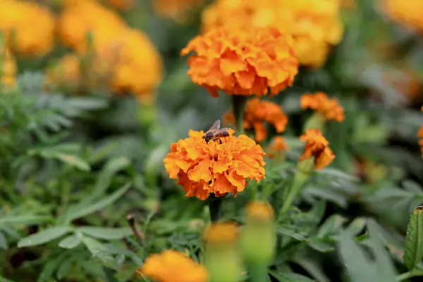 Bahçede arılı güzel çiçekler