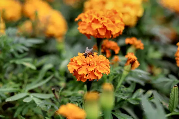 Bahçedeki kadife çiçeği, yakın plan..