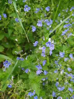 Yeşil çimenler. Mor ve mavi küçük çiçekler.