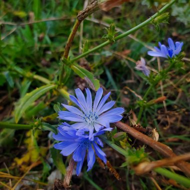 Yeşil çimenler ve mavi yaz çiçekleri. Çiçeğin yumuşak mavi rengi.