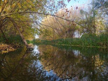 Yakınlarda bir sürü yeşil çimen olan bir nehir. Çimenler ve sarı yapraklı ağaçlar suya yansıyor..