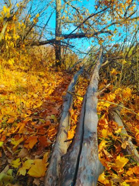 Sarı ve turuncu renklerle kaplı bir orman. Kuru bir ağacın iki tarafında da sarı yapraklar var. Güzel mavi gökyüzü Sonbahar güneşli bir günde.