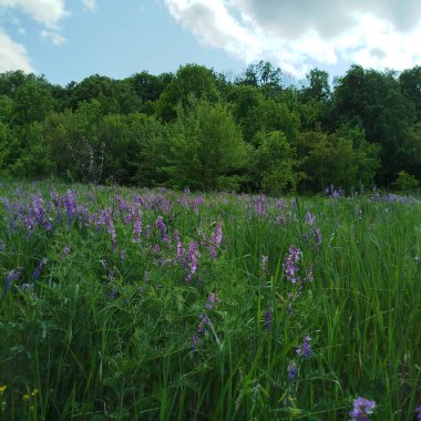 Arka planda çiçekler olan bir alanın dikey görüntüsü