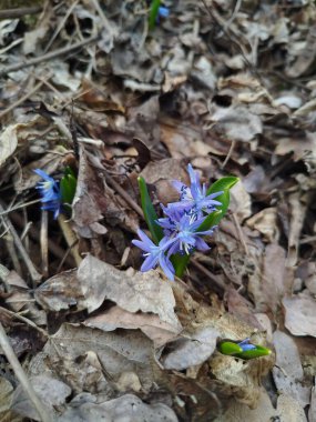 Ormanda güzel mavi çiçekler