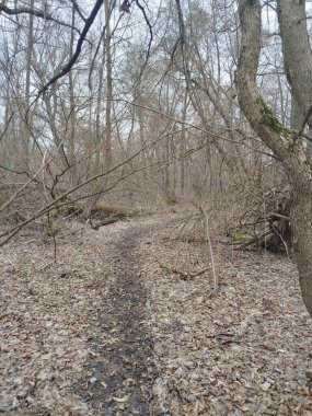 Ormanın ortasında yaşlı bir ağacın dikey görüntüsü.