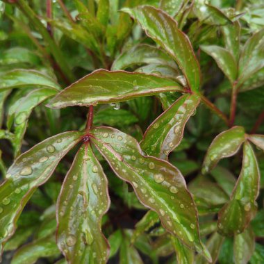 Bir bitkinin güzel yeşil yaprakları