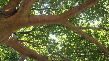 Ağaç dokusu arkaplanını kapat