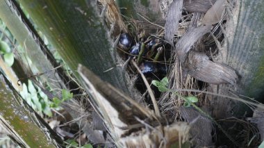 Büyüyen bir bitkinin yakınında.