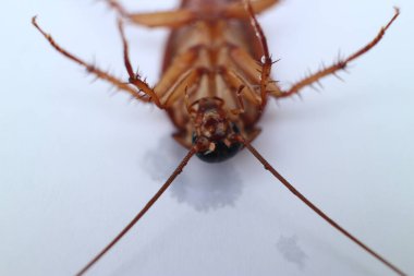 Ölü bir hamamböceğinin yakın çekimi. yüksek kaliteli fotoğraf