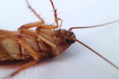 Beyaz arka planda ölü hamamböceği