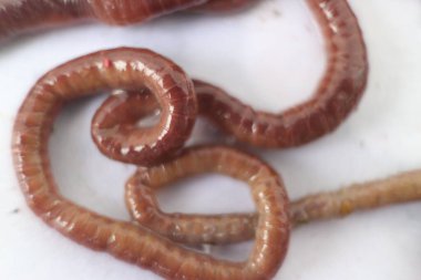 Doğadaki kahverengi solucan.