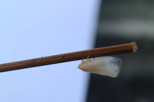 Tahta sopanın makro görüntüsü.