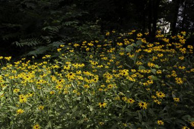 Siyah metal parmaklıkları olan tarihi bir ev ve detaylı ahşap korkuluklar..