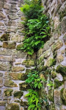 Bu fotoğraf kalın yeşil eğreltiotlarıyla kaplı kaba taştan bir duvar gösteriyor..