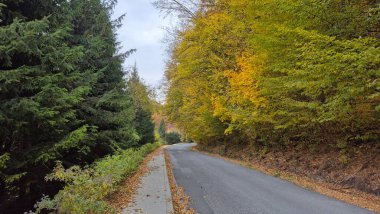 Sonbahar yolu ormanın içinden geçiyor. Yol asfaltlanmış, küçük bir omuz düşmüş yapraklarla kaplı.