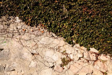 Yeşil sarmaşıkla kaplı duvar, doğa ve mimarinin ahenkli bir kombinasyonuna mükemmel bir örnek. Liana taş yüzeyleri sarıyor.