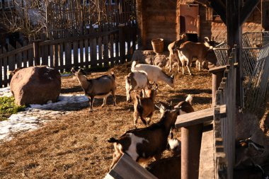 Bir grup keçi bir köy avlusunda otluyor. Kar ve taş kalıntıları görünüyor.