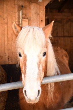 Tahta bir çitin arkasından bakan uzun yeleli hafif bir at..